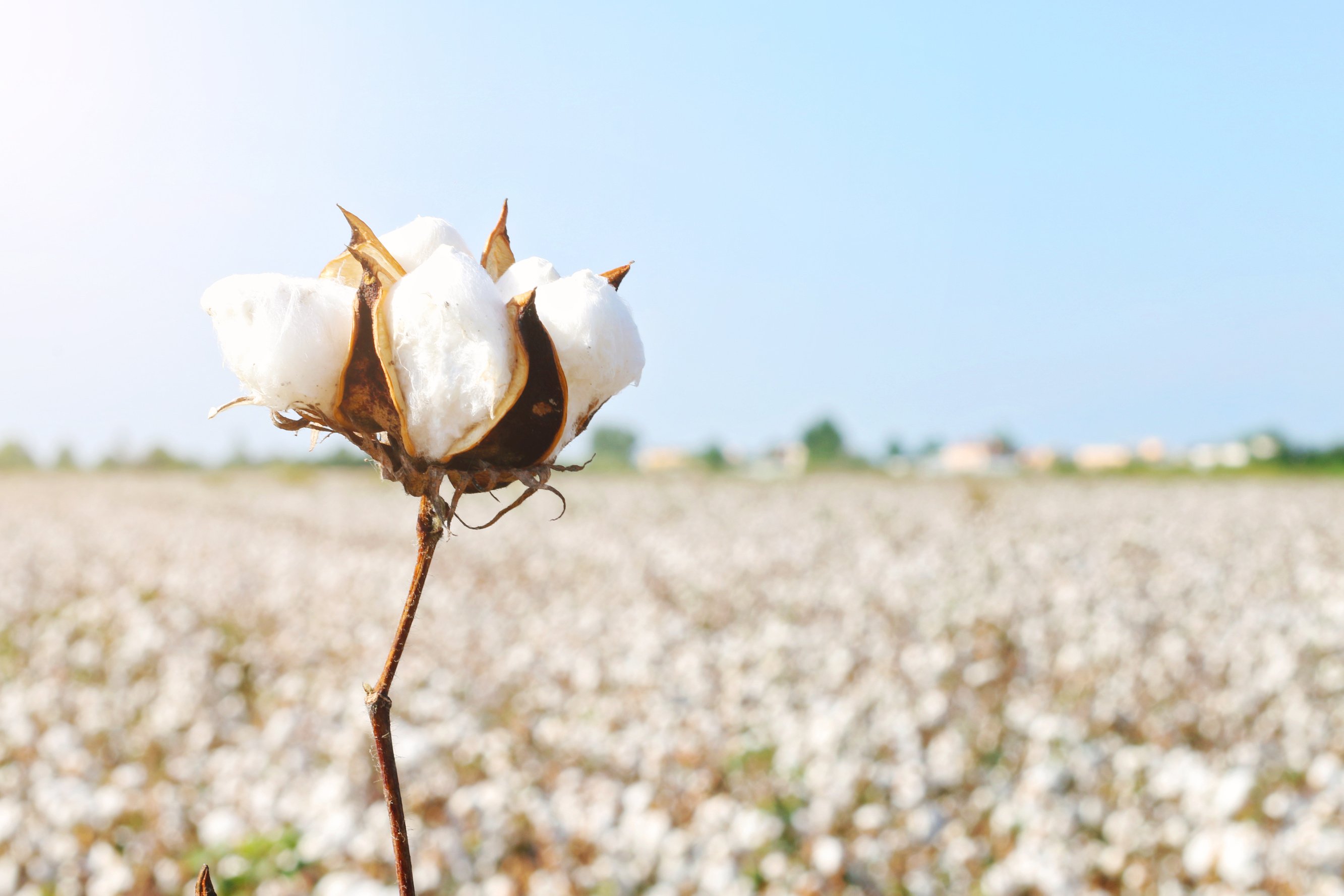 Cotton flowers