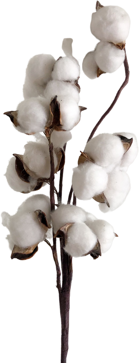 cotton plant